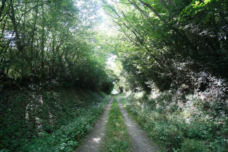 Sentier de randonnée en sous-bois